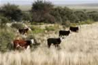 Observant Beef in La Pampa (80kb)